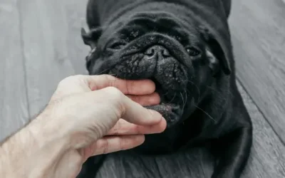 Rabies: The Silent Killer – What You Need to Know