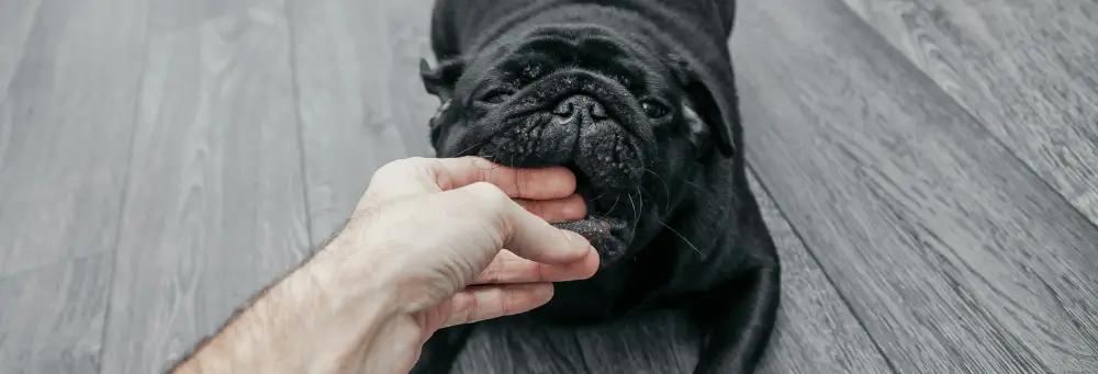 Rabies: The Silent Killer – What You Need to Know